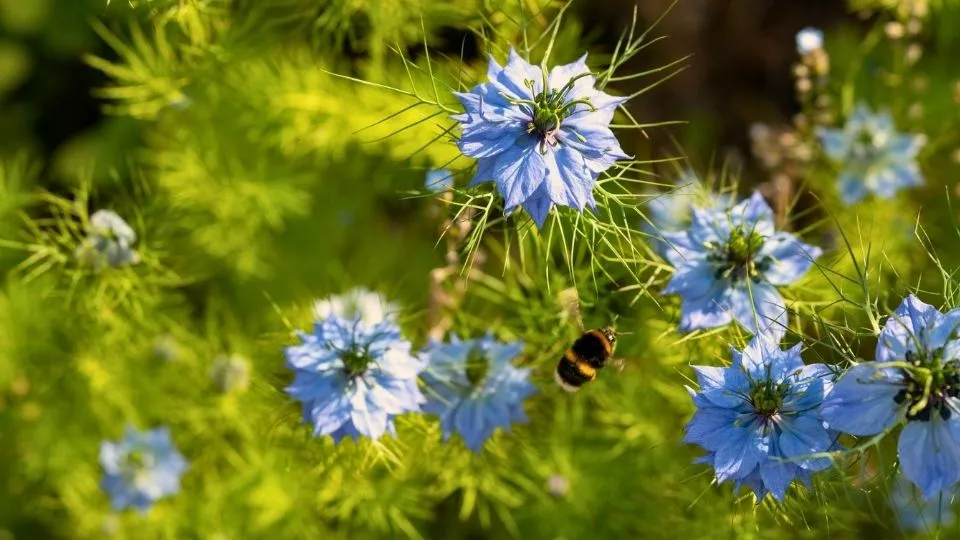 Afbeelding Winterharde eenjarigen: speelse bloemen die overal opduiken