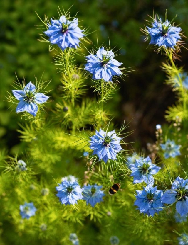 Winterharde eenjarigen: speelse bloemen die overal opduiken