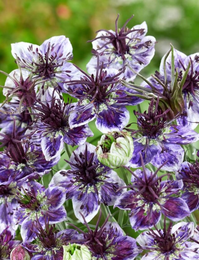 Zaai je eigen cottagetuin met deze klassieke bloemen