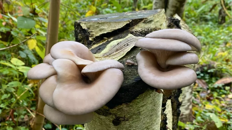Afbeelding Paddenstoelen uit eigen tuin: Karin kweekt ze op boomstammen