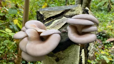 Paddenstoelen uit eigen tuin: Karin kweekt ze op boomstammen