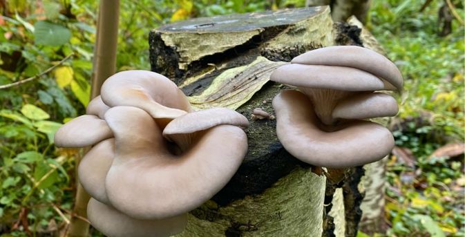 Paddenstoelen uit eigen tuin: Karin kweekt ze op boomstammen