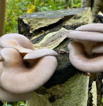 Paddenstoelen uit eigen tuin: Karin kweekt ze op boomstammen