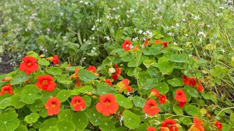 Oost-Indische kers zaaien? Makkelijker wordt het niet
