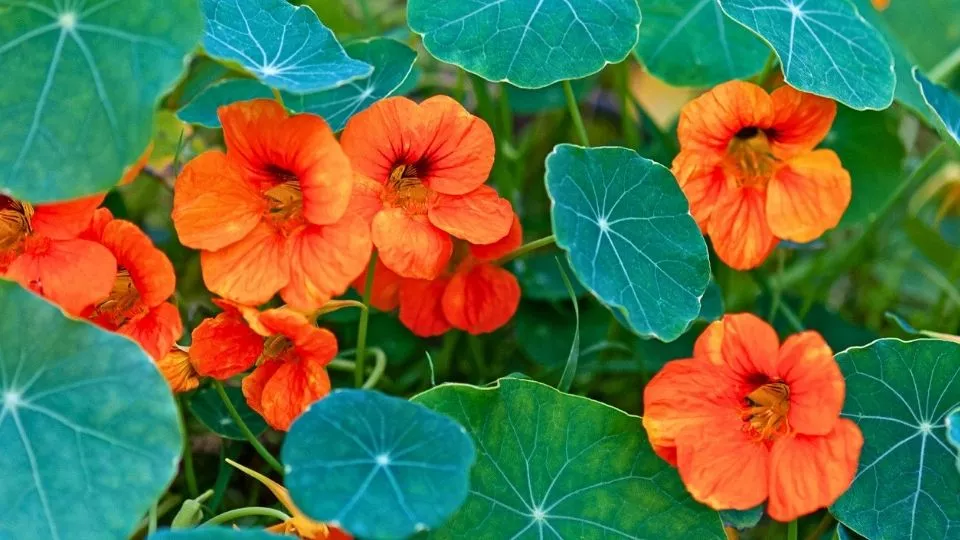 Afbeelding Oost-Indische kers zaaien? Makkelijker wordt het niet