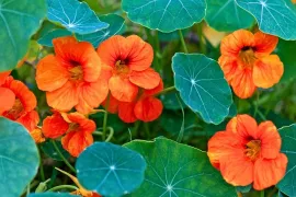Oost-Indische kers zaaien? Makkelijker wordt het niet