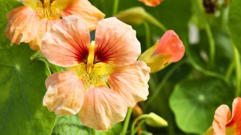 Oost-Indische kers zaaien? Makkelijker wordt het niet