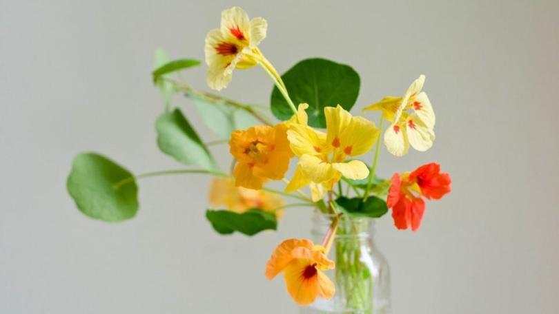 Oost-Indische kers zaaien? Makkelijker wordt het niet