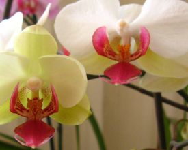 Orchidee knippen en verpotten (video)