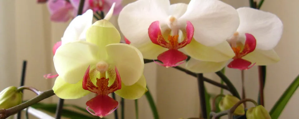 Afbeelding Orchidee verzorgen, snoeien en verpotten