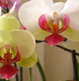 Orchidee knippen en verpotten (video)