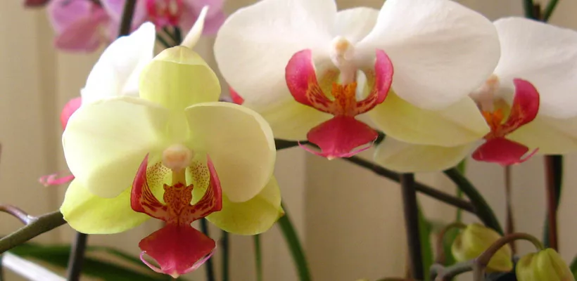 Orchidee verzorgen, snoeien en verpotten