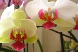 Orchidee verzorgen, snoeien en verpotten