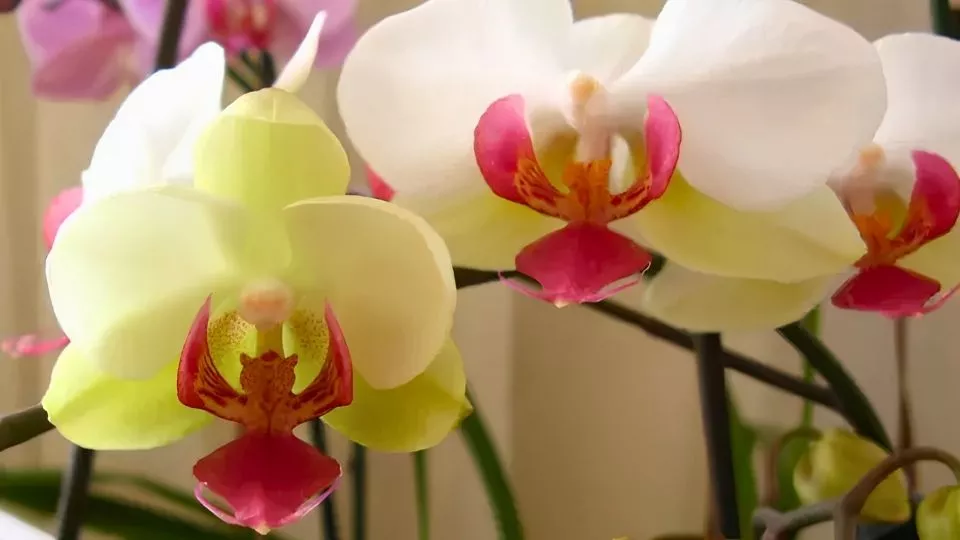 Afbeelding Uitgebloeid? Geef je orchidee een tweede leven