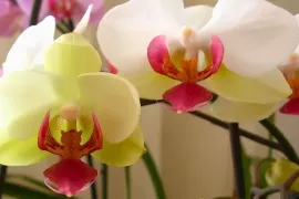 Uitgebloeid? Geef je orchidee een tweede leven