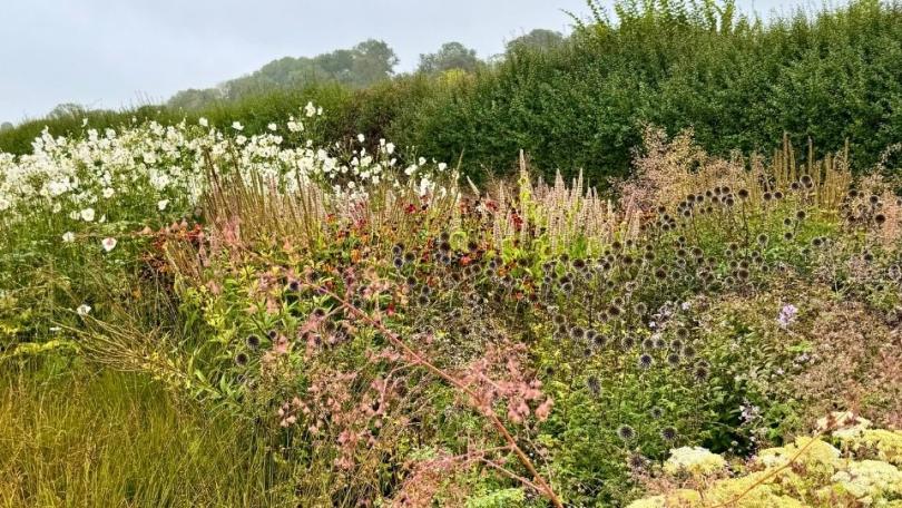 Niet maaien maar bewonderen: siergrassen in de tuin