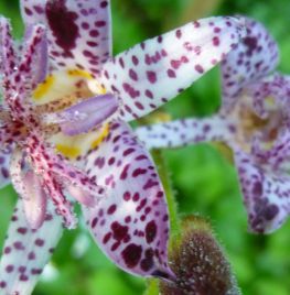 De armeluis orchidee.