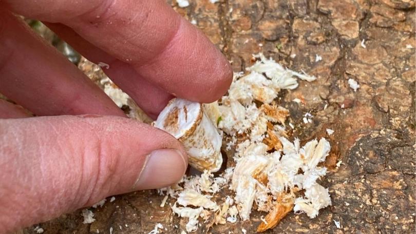 Paddenstoelen uit eigen tuin: Karin kweekt ze op boomstammen