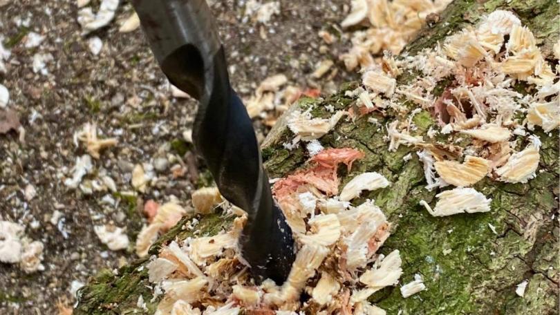 Paddenstoelen uit eigen tuin: Karin kweekt ze op boomstammen