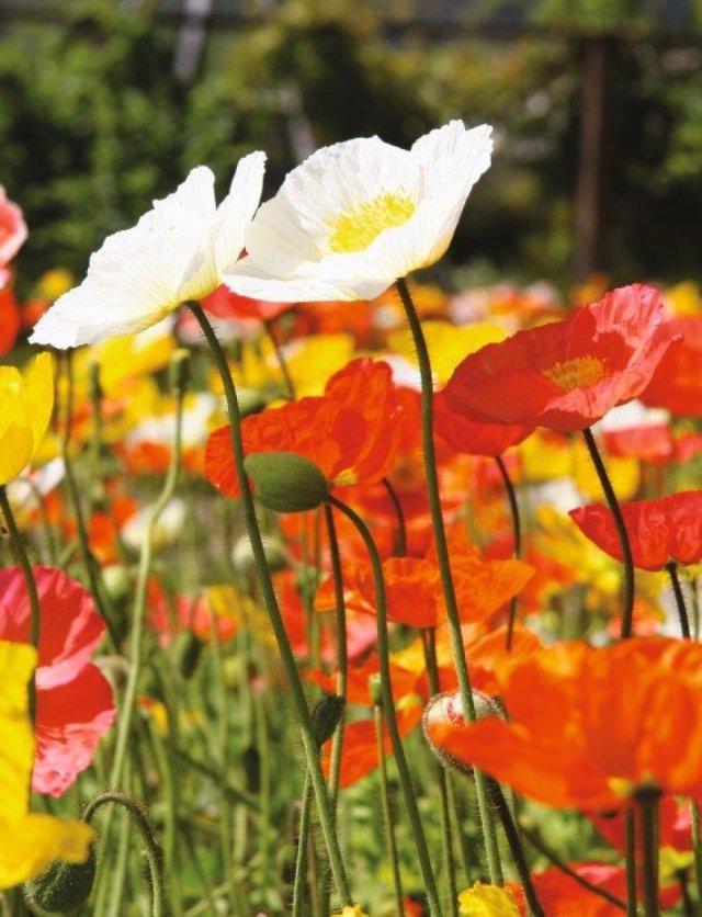 Bloemen zaaien: deze eenjarigen zaai je al vroeg