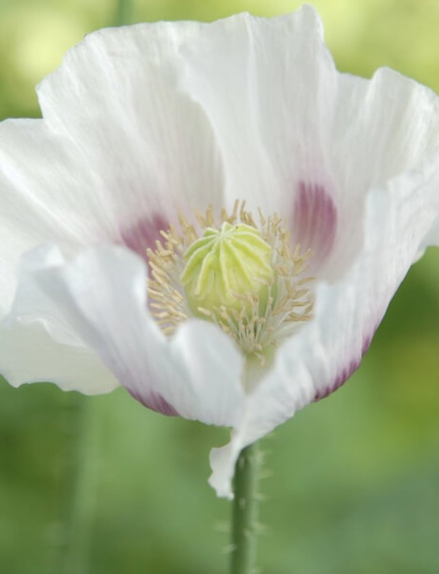 Zaai je eigen cottagetuin met deze klassieke bloemen