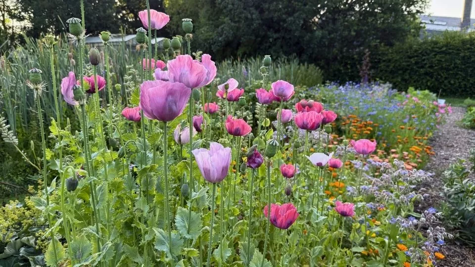 Afbeelding Zaaien in het voorjaar en najaar: Papaver somniferum