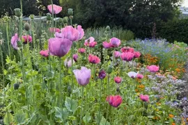 Zaaien in het voorjaar en najaar: Papaver somniferum