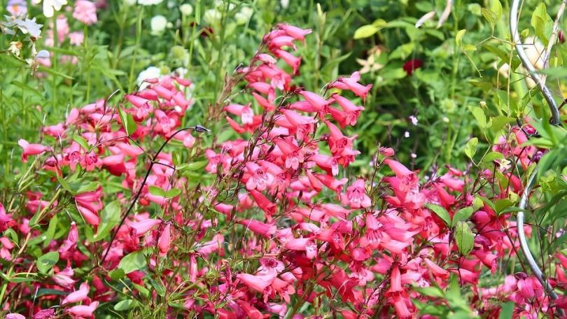 Penstemon stekken: van topstek tot nieuwe plant