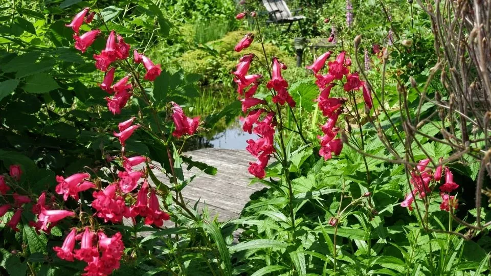 Afbeelding Penstemon: zaaien, verzorgen + 4 langbloeiende soorten