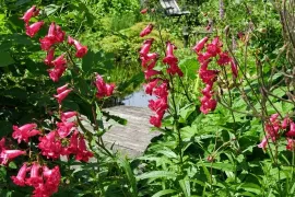 Penstemon: zaaien, verzorgen + 4 langbloeiende soorten