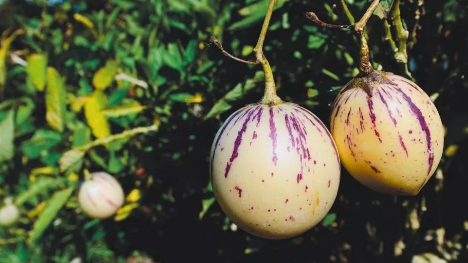 Afbeelding Pepino kweken: de meloenpeer die overwintert in het zwembad