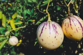 Pepino kweken: de meloenpeer die overwintert in het zwembad