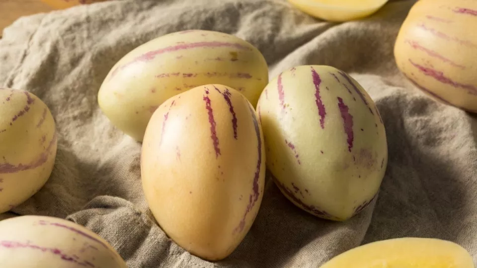 Afbeelding Pepino kweken: de meloenpeer die overwintert in het zwembad