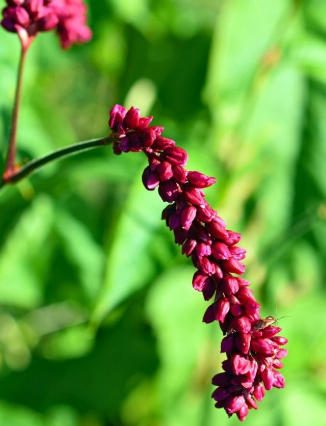 Zelf hoge planten zaaien: Tithonia, Silphium en Persicaria