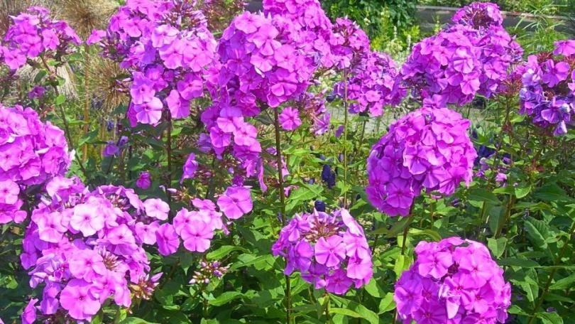 Phlox die langer bloeit? Knip ‘m half terug