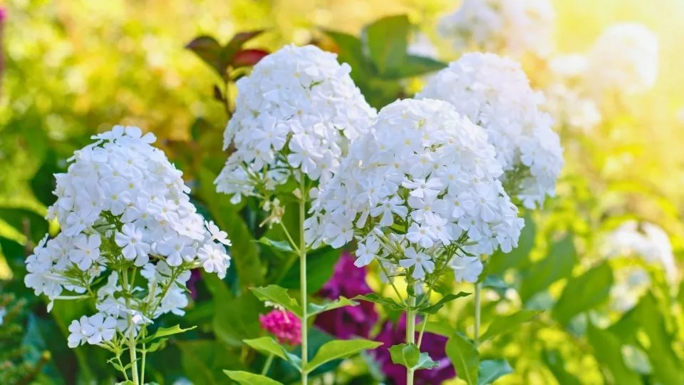 Afbeelding Phlox die langer bloeit? Knip ‘m half terug