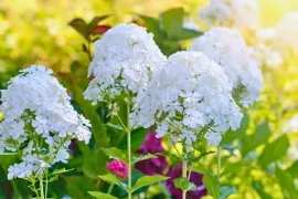 Phlox die langer bloeit? Knip ‘m half terug