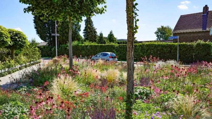  Echinacea pallida: bloemblaadjes die dansen in de wind
