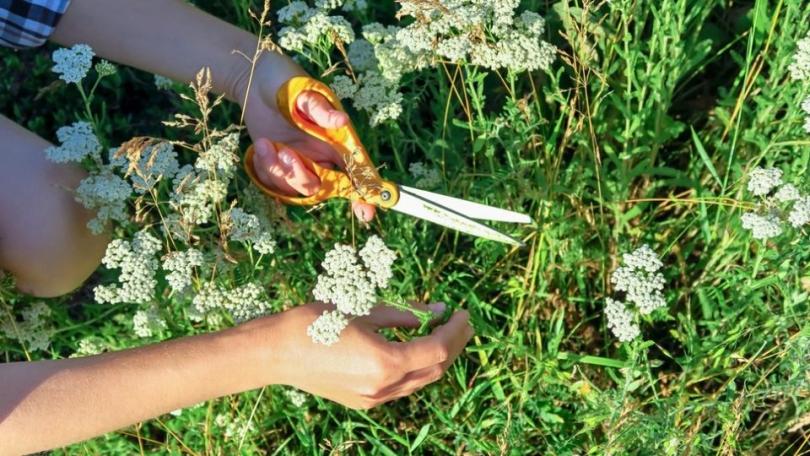 Bloemen die twee weken meegaan: zo blijft je boeket langer mooi