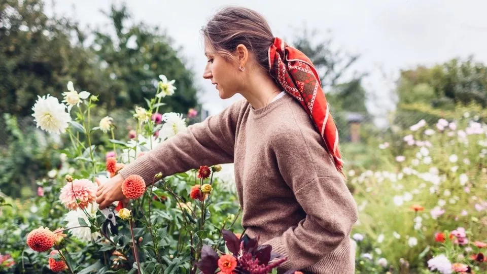 Afbeelding Zelf je bloemen plukken: vind een pluktuin bij jou in de buurt