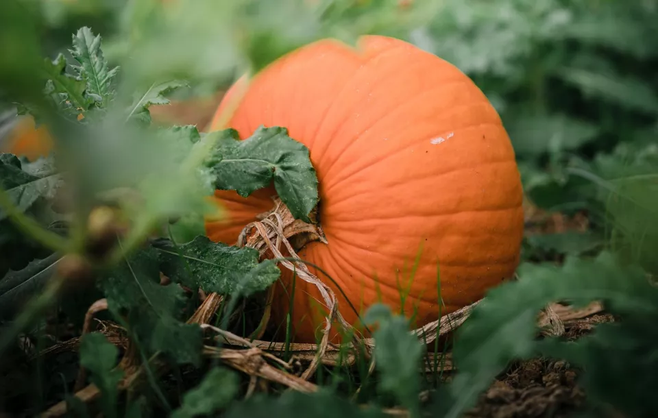 Afbeelding Hoe kweek je pompoenen: tips voor een succesvolle pompoenoogst