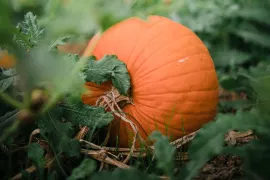 Hoe kweek je pompoenen: tips voor een succesvolle pompoenoogst