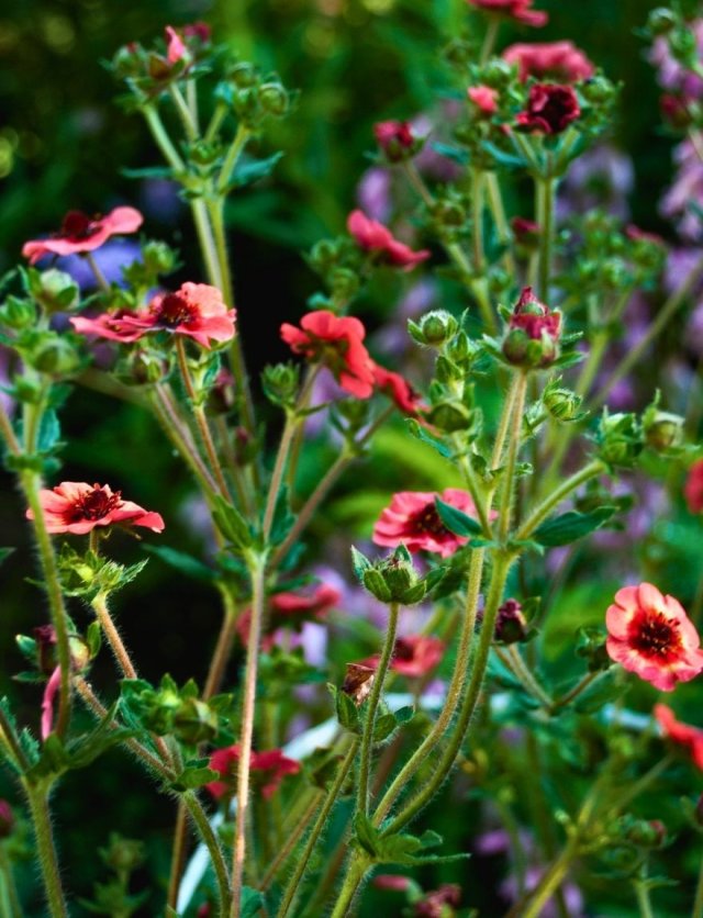Ganzerik (Potentilla): sterk, laag en slakbestendig
