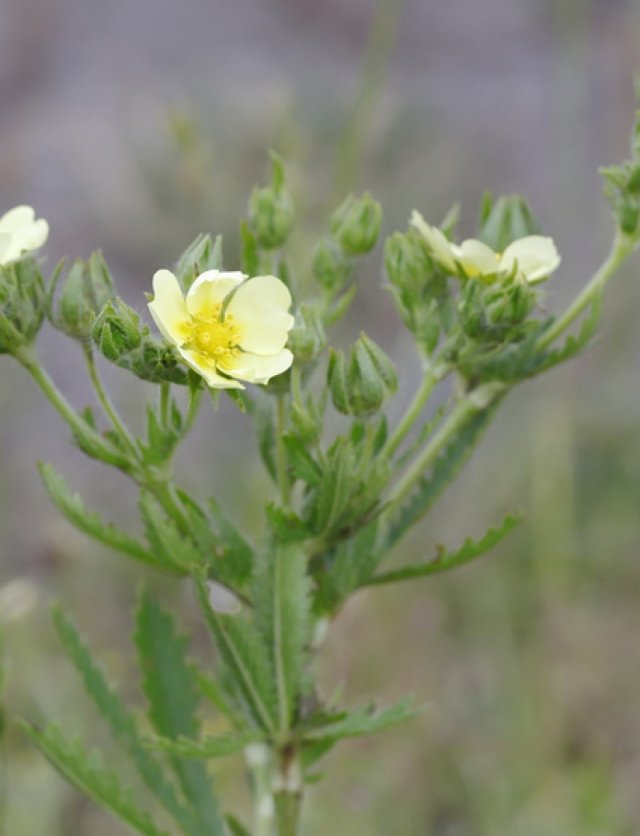 Ganzerik (Potentilla): sterk, laag en slakbestendig