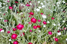 Lychnis: van prikneus tot koekoeksbloem