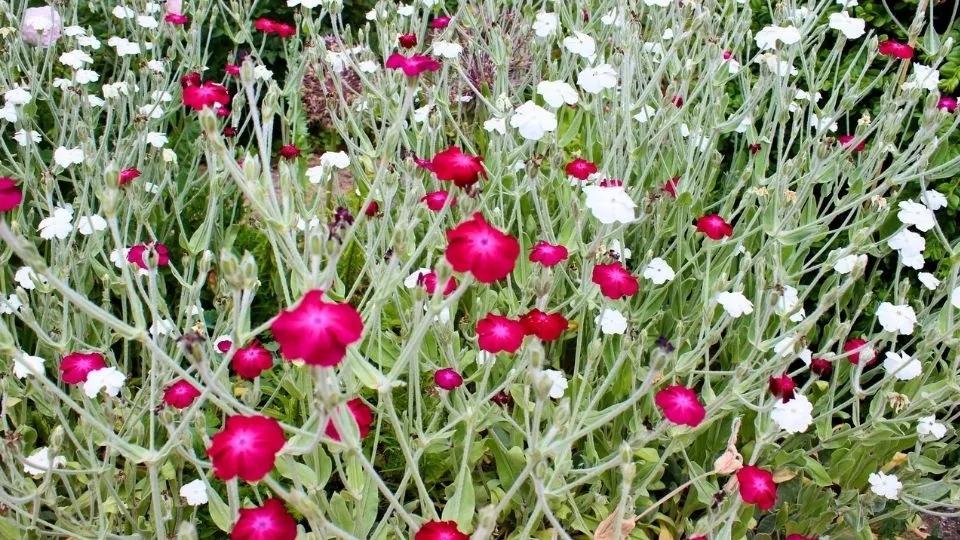 Afbeelding Lychnis: van prikneus tot koekoeksbloem