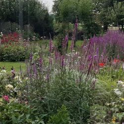 Op bezoek bij open tuinen in Breda en omgeving