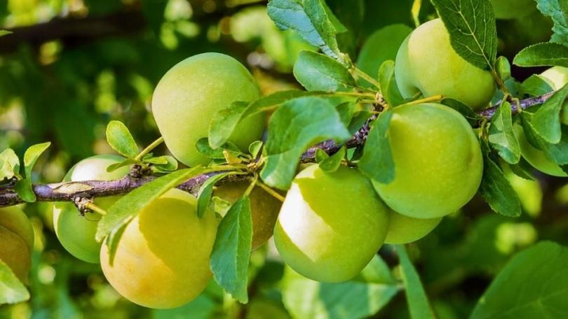 Zo snoei je een pruimenboom, van jong tot oud