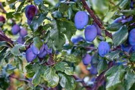 Zo snoei je een pruimenboom, van jong tot oud