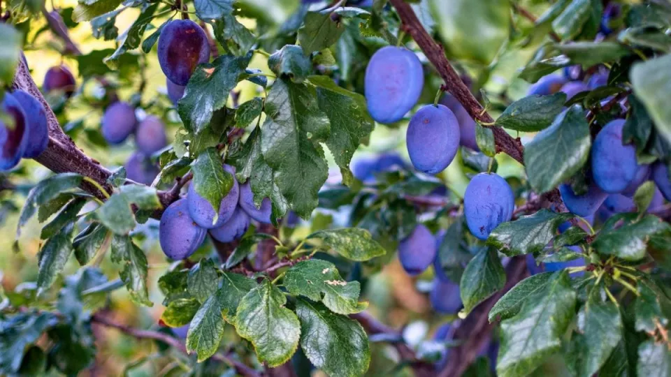 Afbeelding Zo snoei je een pruimenboom, van jong tot oud